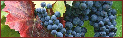 grapes banner