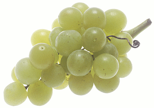 grapes large