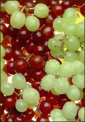 The Grapes Are Ripe [1952]