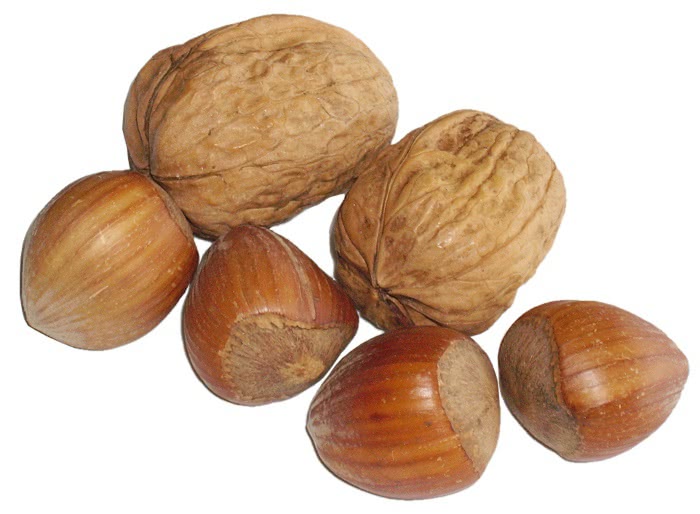clipart of nuts - photo #46