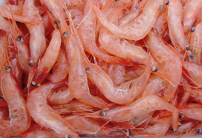 shrimp pile