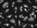 beans black