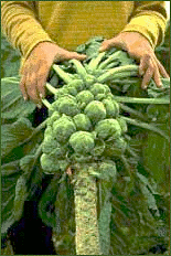 brussel sprouts plant