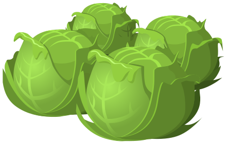 cabbage 3