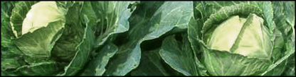 cabbage banner