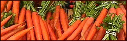 carrot banner