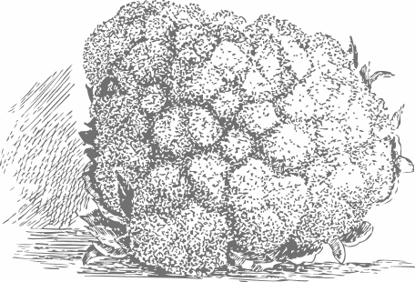 cauliflower 2 tone
