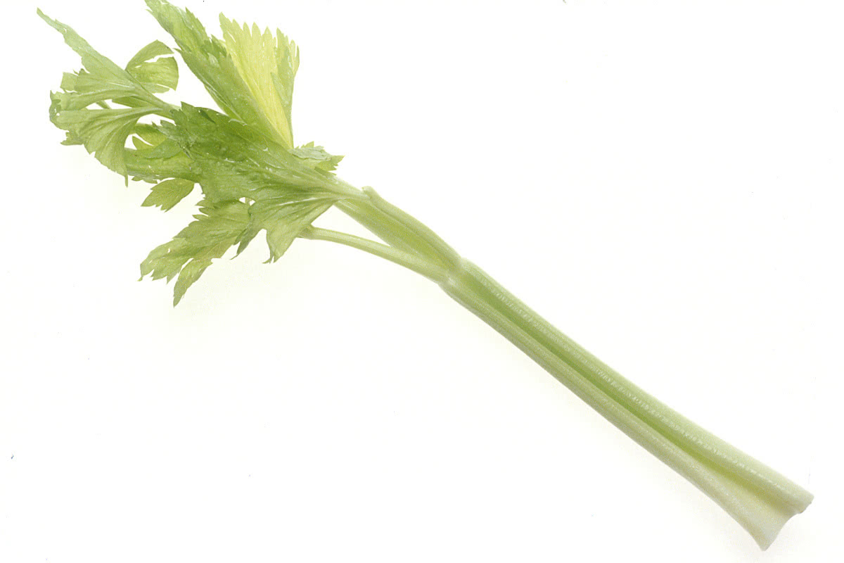 celery large