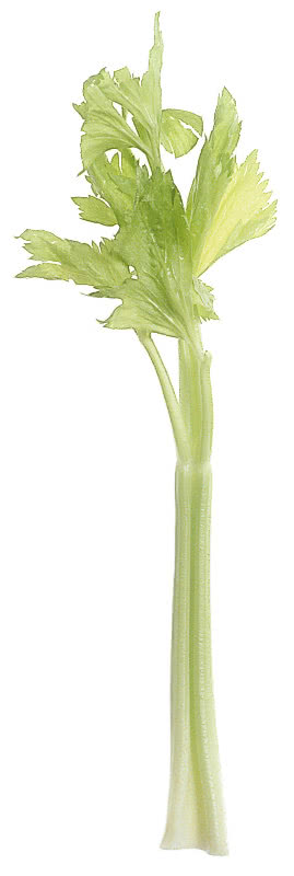 celery stalk large
