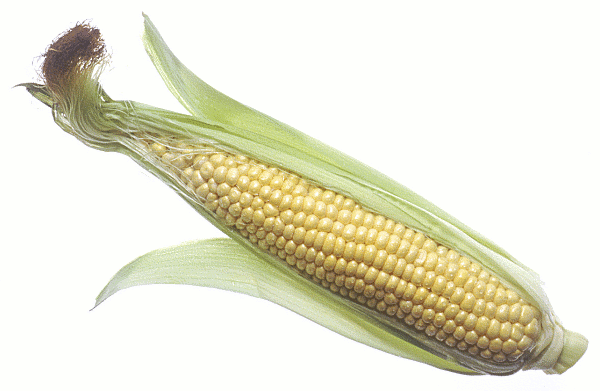corn_on_the_cob.png