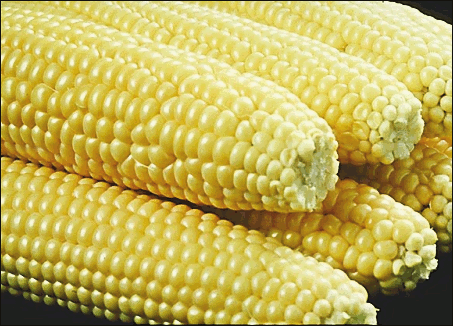 corn on the cob 3