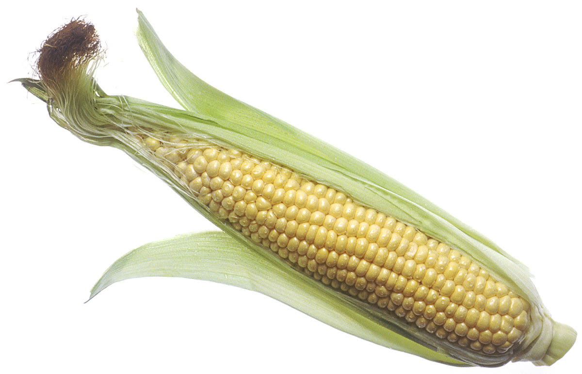 corn on the cob large