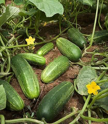 cucumbers USDA