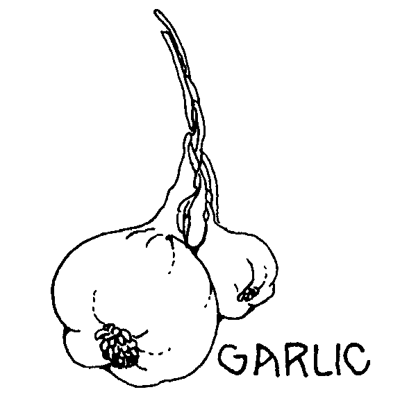 garlic 4