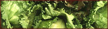 lettuce banner