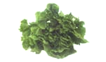 lettuce escarole