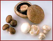 mushrooms 3