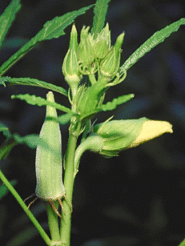 okra plant  Abelmoschus esculentus