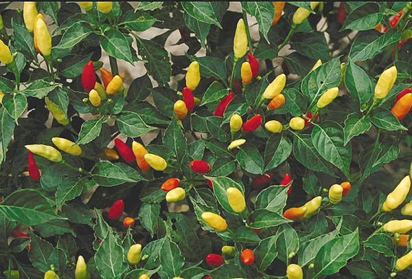 tabasco peppers on plant