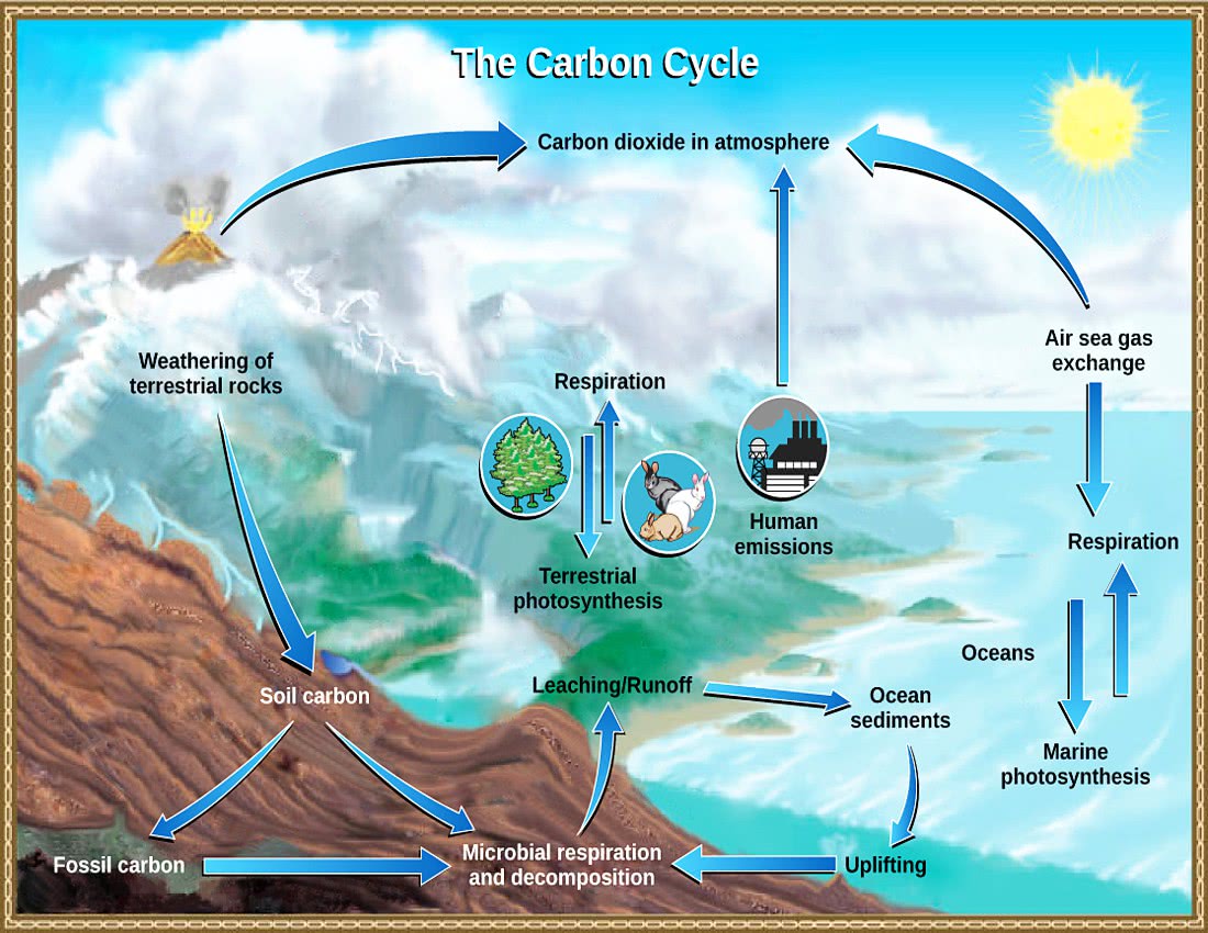 carbon cycle USGS