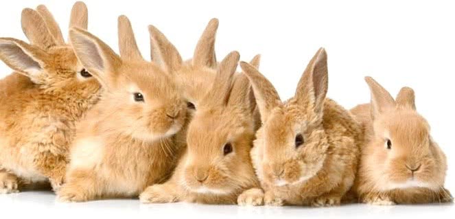 easter bunnies pictures. easter bunnies