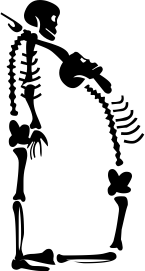 skeleton D