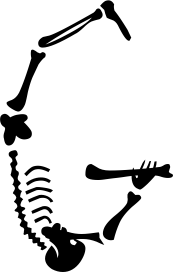 skeleton G