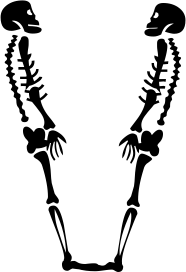 skeleton V