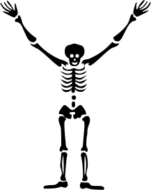 skeleton Y