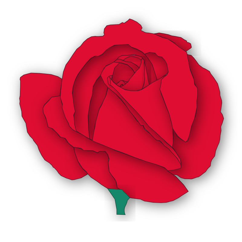 red rose bloom