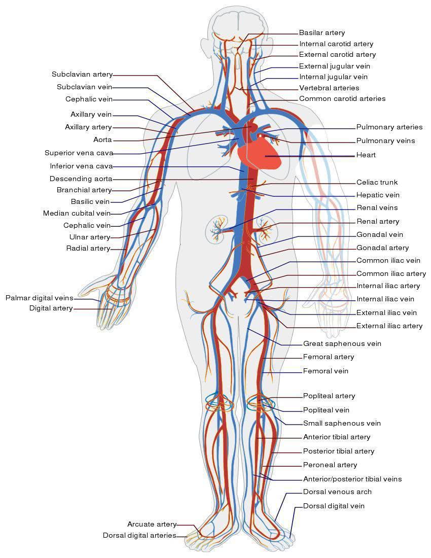 Circulatory System - /medical/anatomy/blood/Circulatory ...