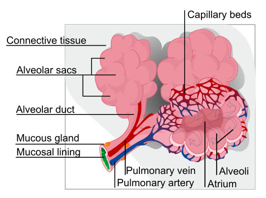 circulatory system diagram. circulatory system diagram