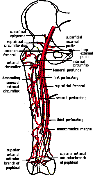 FEMORAL ARTERY AND BRANCHES IN