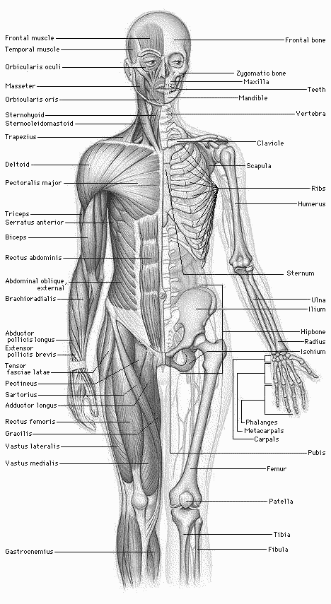 See Google docs and WPClipart for a brief howto body human body human