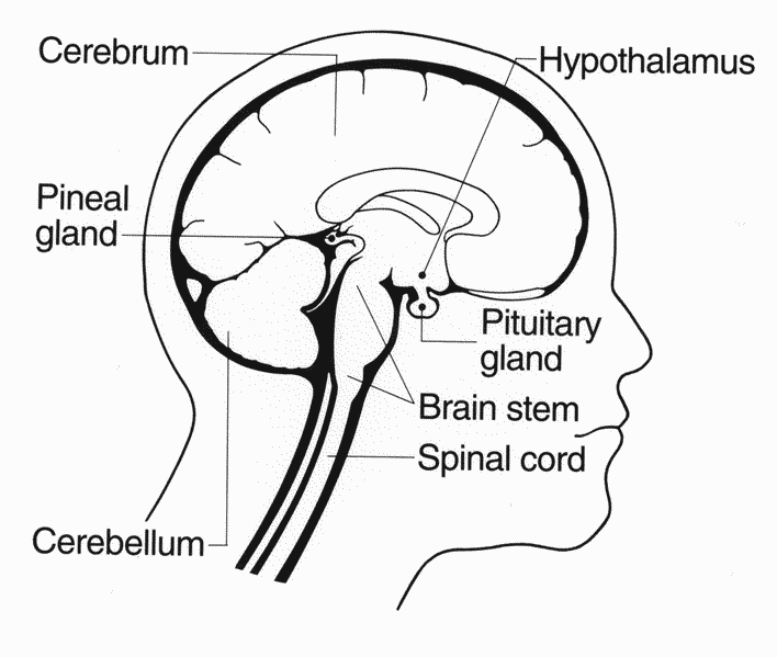 brain diagram 1