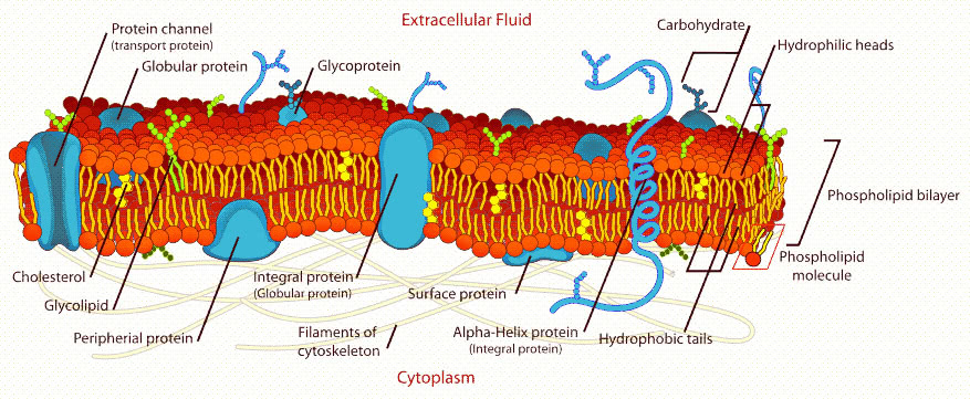 diagram of cell. CELL MEMBRANE DETAILED DIAGRAM