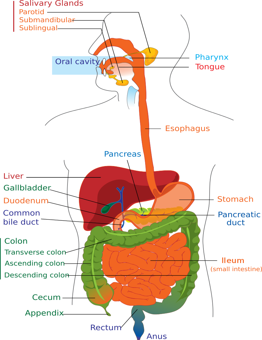 Digestive system diagram page