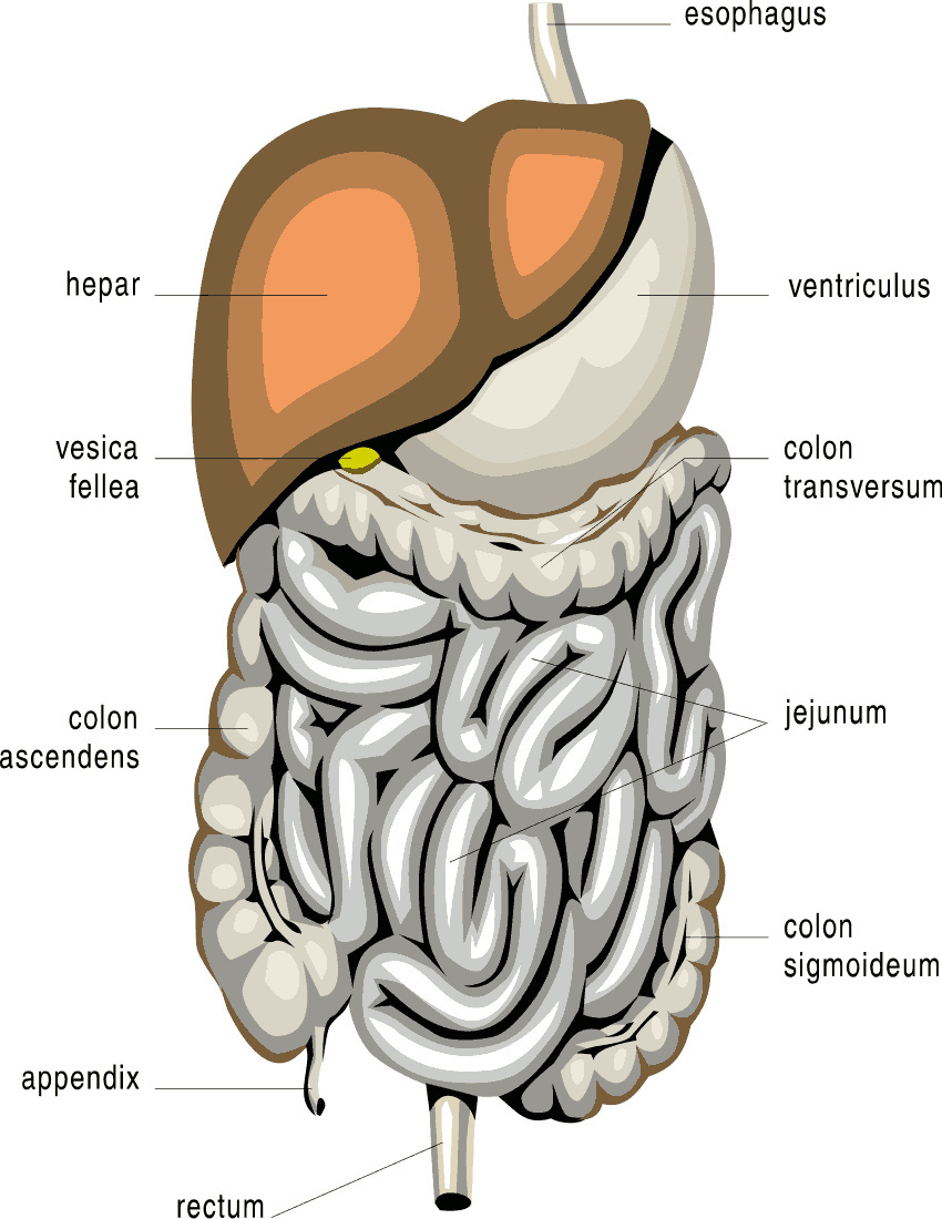 digestive organs diagram full page - /medical/anatomy/digestive