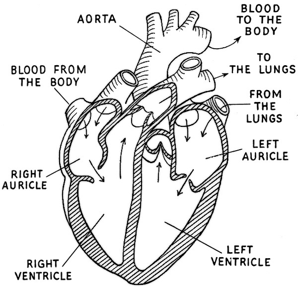 heart diagram labeled - /medical/anatomy/heart/heart ...