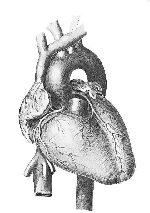 heart medical image
