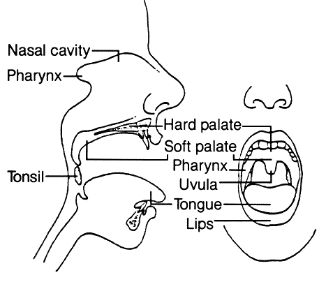 mouth diagram