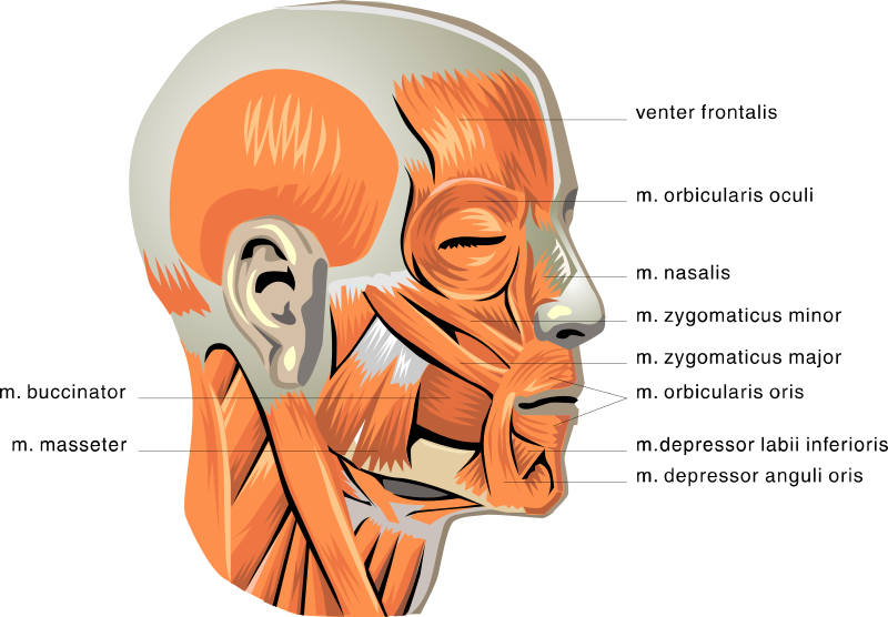 anatomy face muscles - /medical/anatomy/muscle/anatomy_face_muscles.png