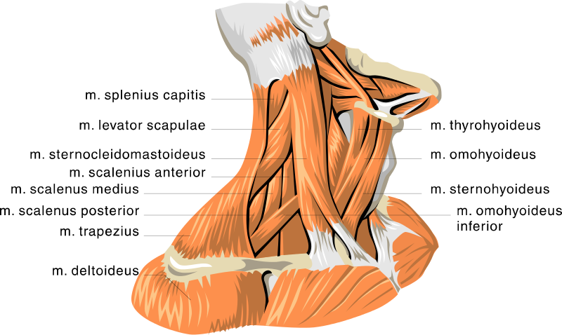 Neck Muscle Anatomy 3