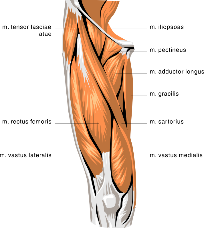 anatomy thigh muscles - /medical/anatomy/muscle/anatomy_thigh_muscles