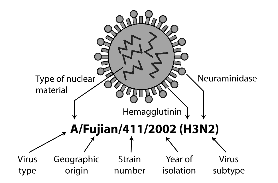 Influenza Nomenclature Diagram