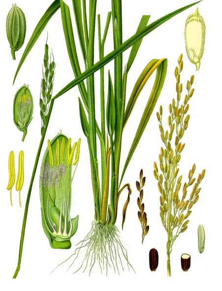 rice plant clipart - photo #28