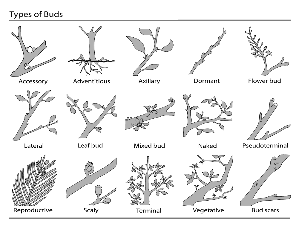Plant Buds
