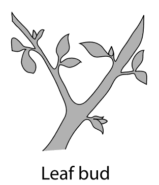 leaf bud