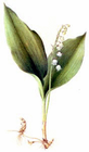 Lily_of_the_Valley/