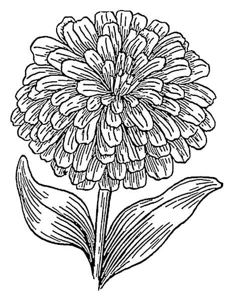 zinnia coloring pages - photo #9